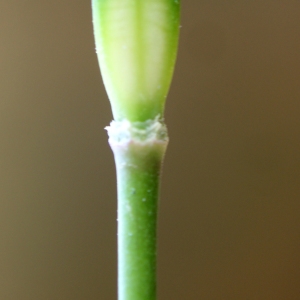 Photographie n°747865 du taxon Tulipa sylvestris subsp. australis (Link) Pamp. [1914]