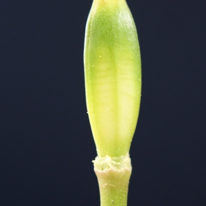 Photographie n°747868 du taxon Tulipa sylvestris subsp. australis (Link) Pamp. [1914]