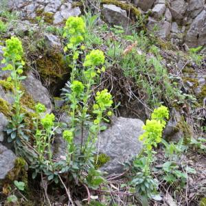 Photographie n°747877 du taxon Euphorbia amygdaloides L. [1753]