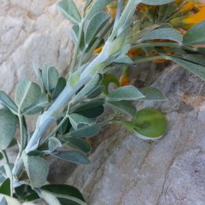 Photographie n°748001 du taxon Medicago arborea L. [1753]