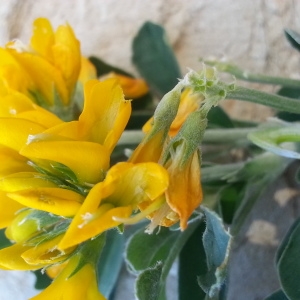 Photographie n°748002 du taxon Medicago arborea L. [1753]