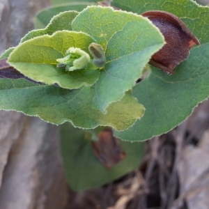 Photographie n°748004 du taxon Aristolochia pistolochia L. [1753]