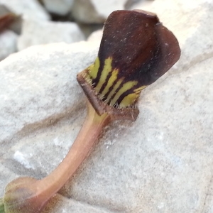 Photographie n°748005 du taxon Aristolochia pistolochia L. [1753]