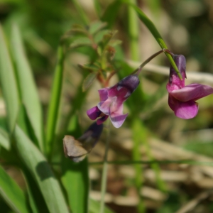 Photographie n°748055 du taxon Lathyrus linifolius f. linifolius