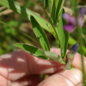 Photographie n°748056 du taxon Lathyrus linifolius f. linifolius