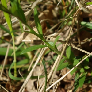 Photographie n°748067 du taxon Polygala vulgaris L. [1753]