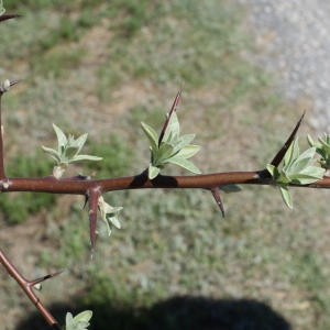 Photographie n°748124 du taxon Elaeagnus angustifolia L. [1753]