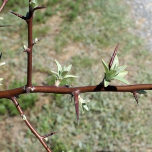 Photographie n°748126 du taxon Elaeagnus angustifolia L. [1753]