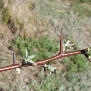 Photographie n°748130 du taxon Elaeagnus angustifolia L. [1753]