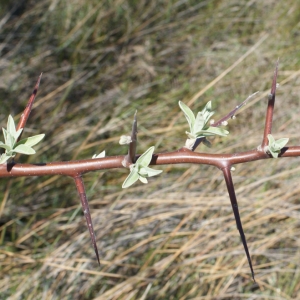 Photographie n°748131 du taxon Elaeagnus angustifolia L. [1753]