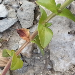 Photographie n°748140 du taxon Lysimachia foemina (Mill.) U.Manns & Anderb.