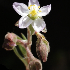 Photographie n°748194 du taxon Spergularia media (L.) C.Presl [1826]