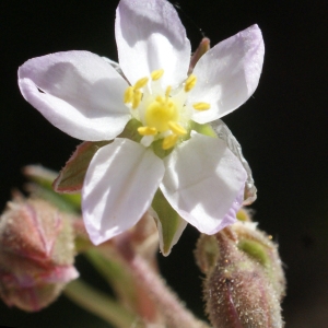 Photographie n°748196 du taxon Spergularia media (L.) C.Presl [1826]