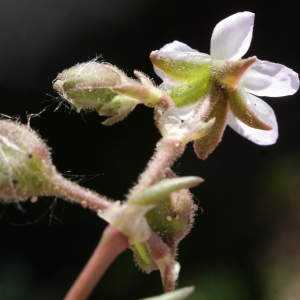 Photographie n°748199 du taxon Spergularia media (L.) C.Presl [1826]