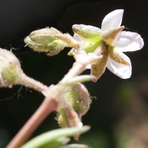 Photographie n°748200 du taxon Spergularia media (L.) C.Presl [1826]