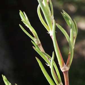 Photographie n°748202 du taxon Spergularia media (L.) C.Presl [1826]