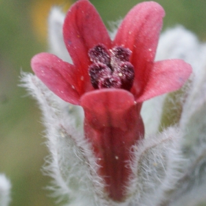  - Pardoglossum cheirifolium (L.) Barbier & Mathez [1973]