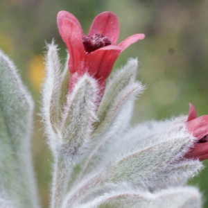  - Pardoglossum cheirifolium (L.) Barbier & Mathez [1973]