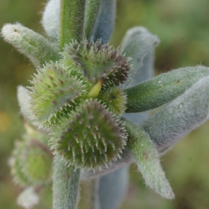  - Pardoglossum cheirifolium (L.) Barbier & Mathez [1973]