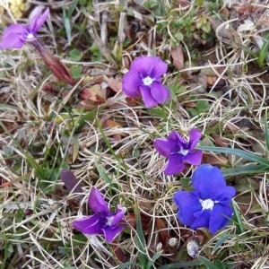 Photographie n°748303 du taxon Gentiana verna L. [1753]