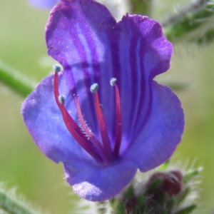 Photographie n°748319 du taxon Echium vulgare L. [1753]