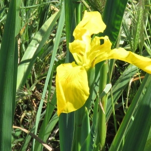 Photographie n°748332 du taxon Iris pseudacorus L. [1753]