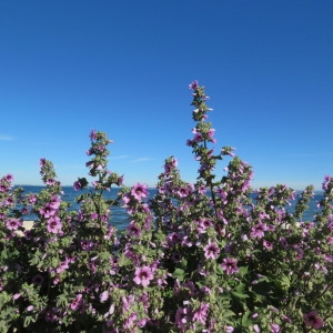 Photographie n°748342 du taxon Malva arborea (L.) Webb & Berthel. [1837]