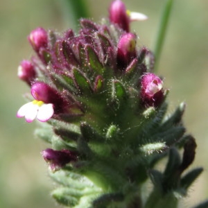 Photographie n°748357 du taxon Parentucellia latifolia (L.) Caruel