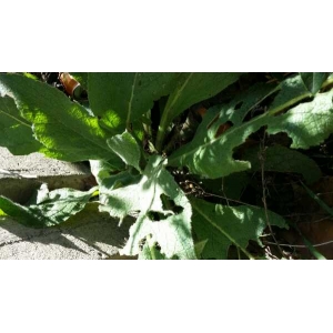 Verbascum rotundifolium Ten. (Molène à feuilles rondes)