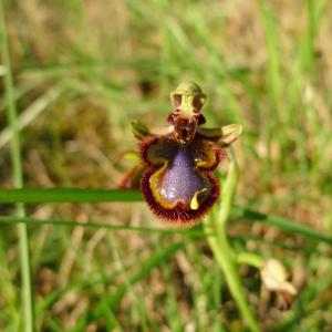 Photographie n°748443 du taxon Ophrys speculum Link [1799]