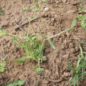 Photographie n°748589 du taxon Valerianella locusta (L.) Laterr. [1821]