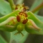  Ans Gorter - Euphorbia exigua L. [1753]