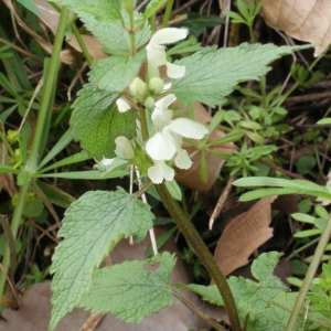 Photographie n°748818 du taxon Lamium album L.