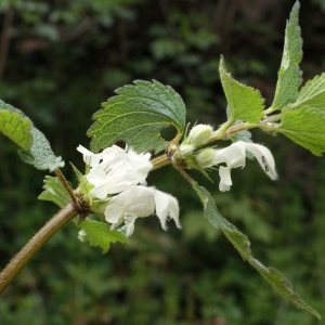 Photographie n°748822 du taxon Lamium album L.