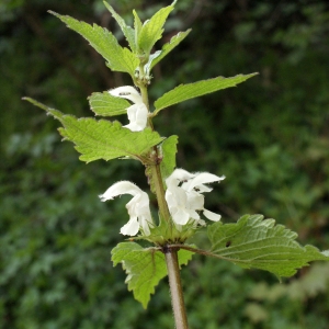 Photographie n°748826 du taxon Lamium album L.