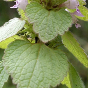 Photographie n°748829 du taxon Lamium purpureum L. [1753]