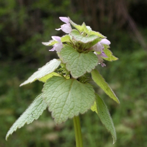 Photographie n°748830 du taxon Lamium purpureum L. [1753]