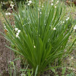 Photographie n°748835 du taxon Leucojum pulchellum Salisb. [1807]