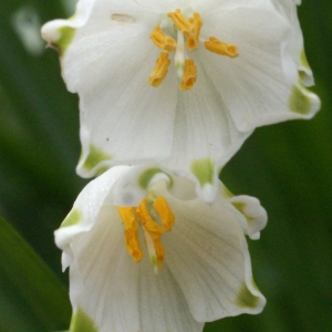 Photographie n°748839 du taxon Leucojum pulchellum Salisb. [1807]