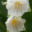  Liliane Roubaudi - Leucojum pulchellum Salisb. [1807]