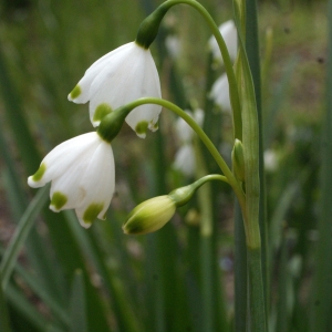 Photographie n°748841 du taxon Leucojum pulchellum Salisb. [1807]