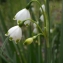  Liliane Roubaudi - Leucojum pulchellum Salisb. [1807]