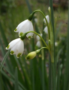 Liliane Roubaudi, le  8 avril 2016 (Caluire-et-Cuire)