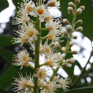 Photographie n°748847 du taxon Prunus laurocerasus L. [1753]