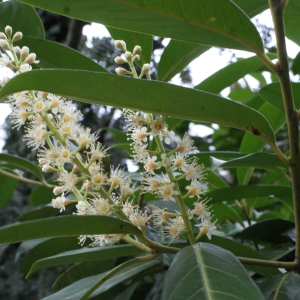 Photographie n°748848 du taxon Prunus laurocerasus L. [1753]