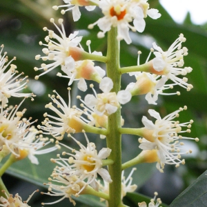 Photographie n°748852 du taxon Prunus laurocerasus L. [1753]