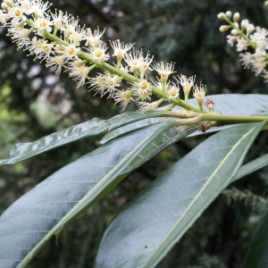 Photographie n°748856 du taxon Prunus laurocerasus L. [1753]