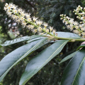 Photographie n°748857 du taxon Prunus laurocerasus L. [1753]