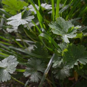 Photographie n°748892 du taxon Géranium à feuilles molles