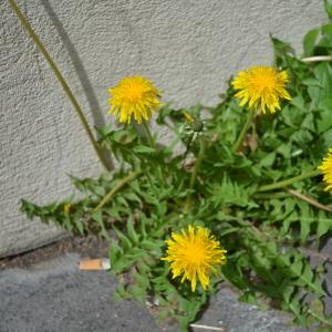 Photographie n°748905 du taxon Taraxacum F.H.Wigg. [1780]